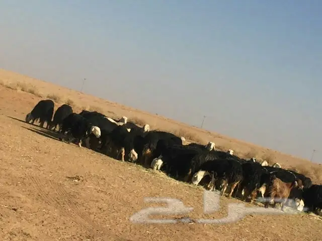غنم للبيع (image 2)