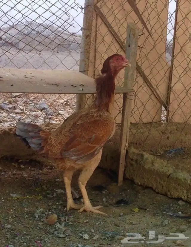 دجاج باكستاني  (image 3)