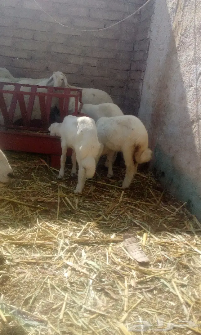 طليان ورخال للبيع حد280