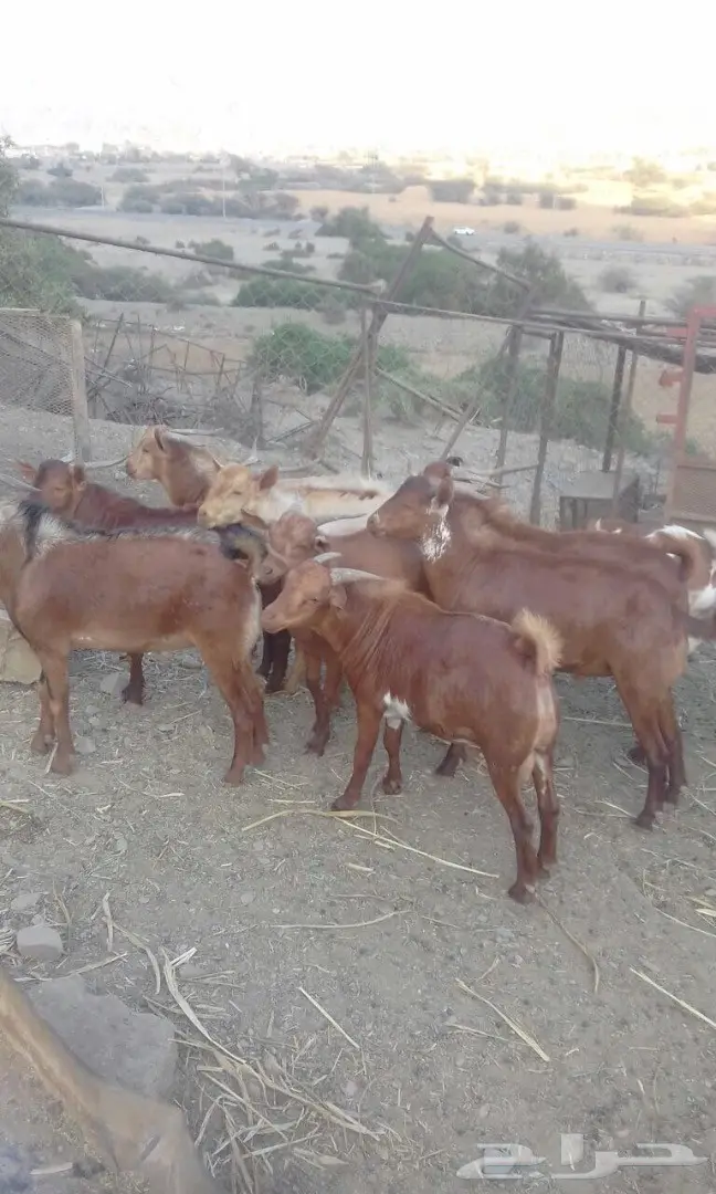 تيوس للبيع  (image 1)