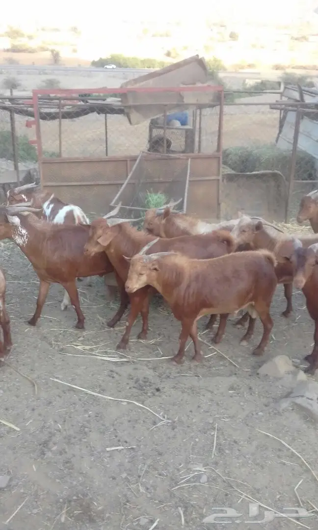 تيوس للبيع  (image 2)