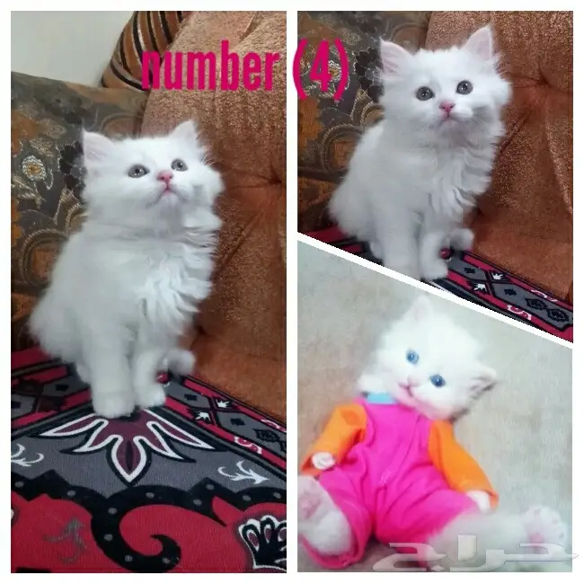 قطط شيرازي صغيرة للبيع (image 3)