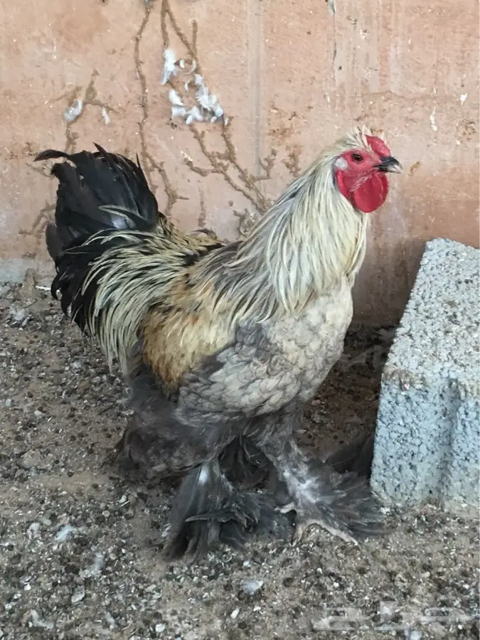 ديك براهما 