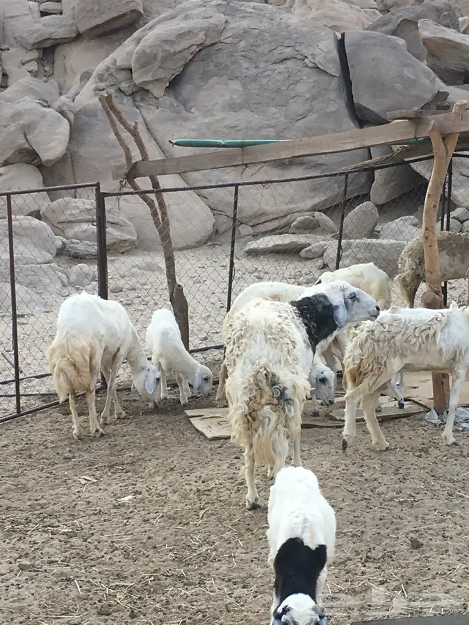فحل - فحل السن سدس (image 1)
