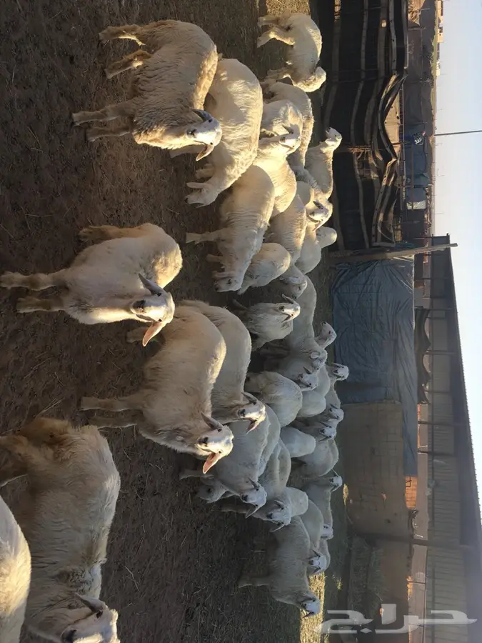 طليان بهم حري للبيع (image 4)