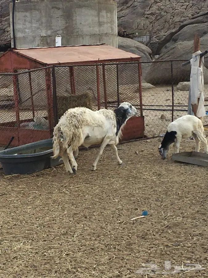 فحل - فحل السن سدس (image 4)