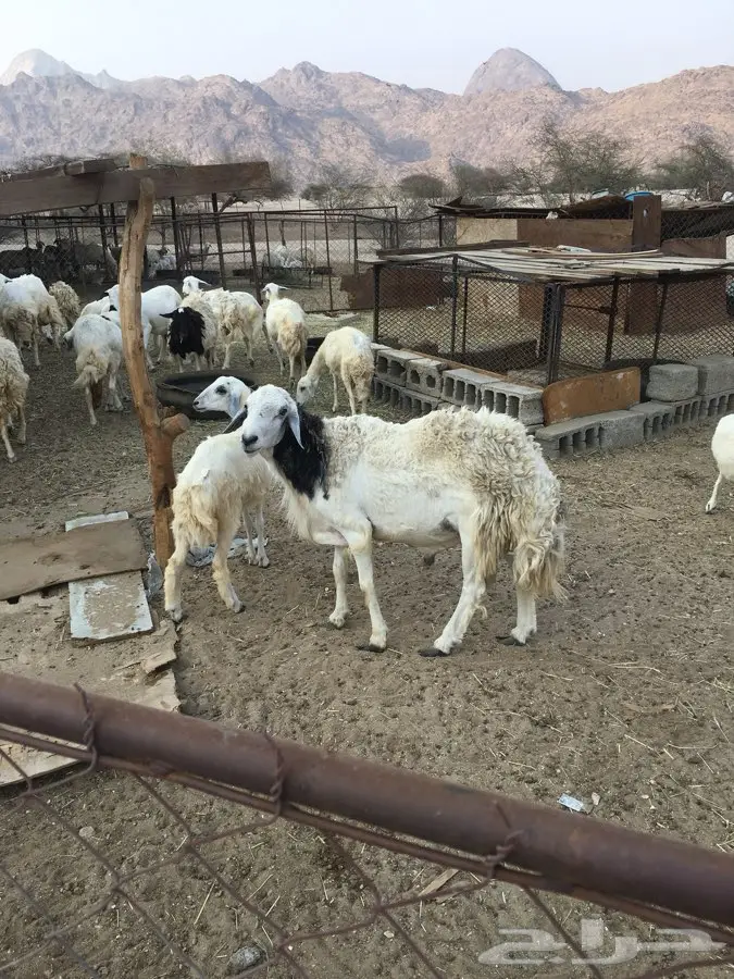 فحل - فحل السن سدس (image 2)