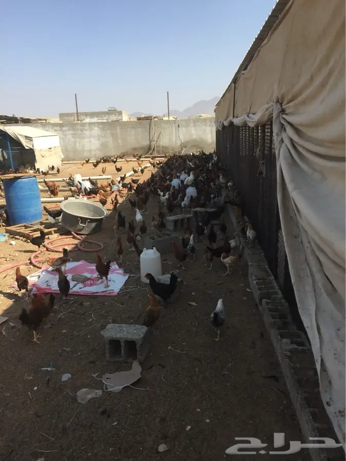 دجاج -بلدي (image 6)
