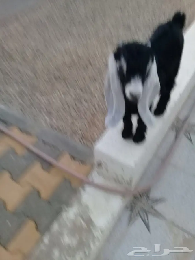 عنز للبيع (image 3)