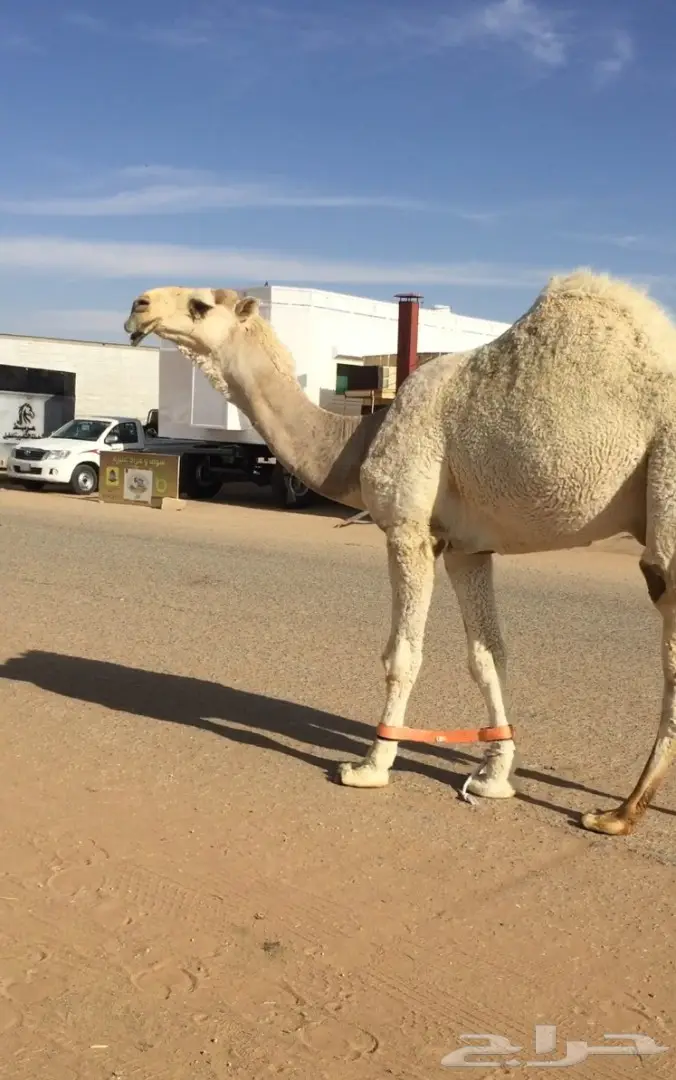 قعود كفوو باتلي