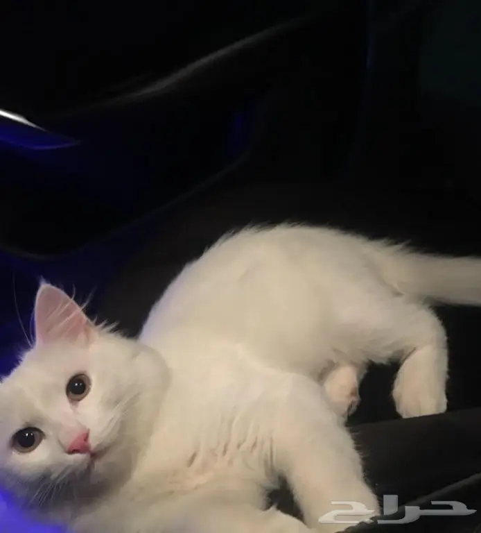 قطة للبيع  (image 1)