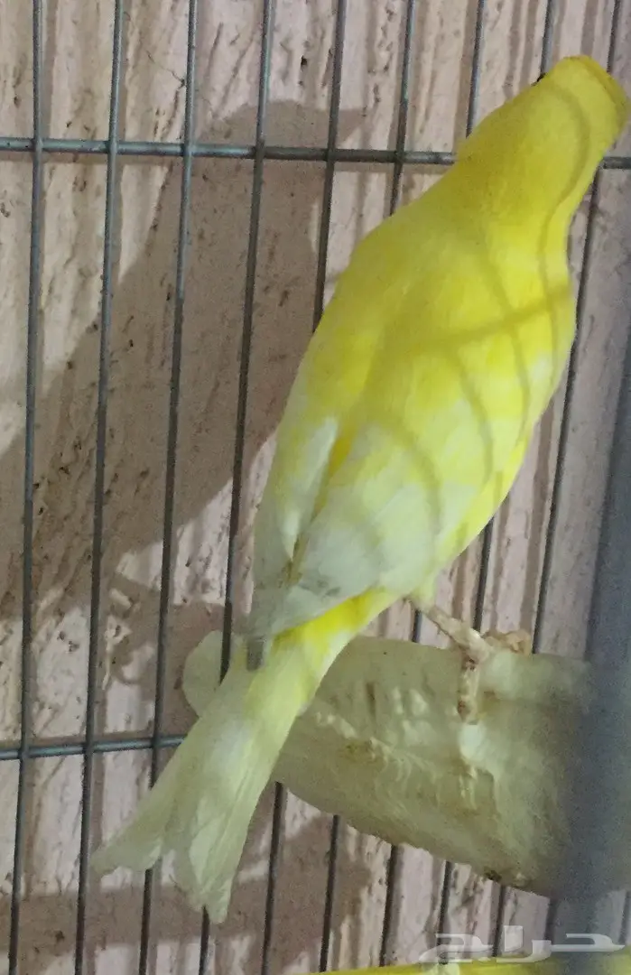 جوز كناري سوري مشروط الجهوزية بإذن لله. (image 3)