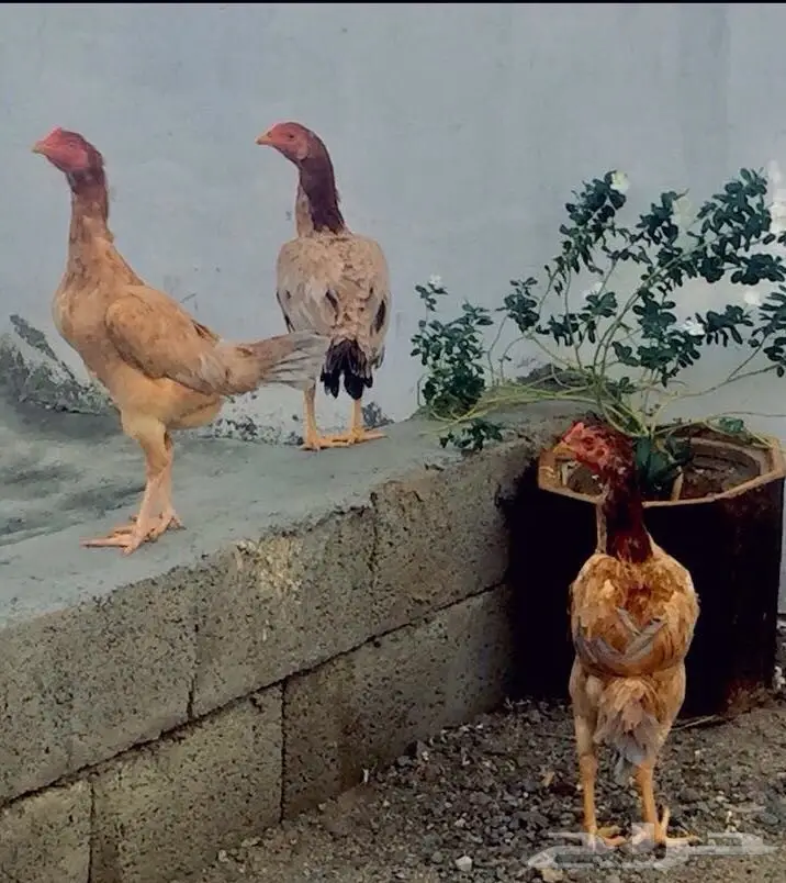 دجاج باكستاني  (image 6)