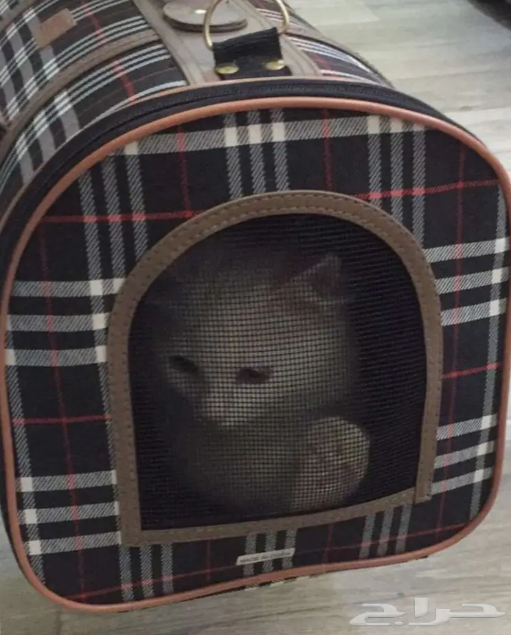 قطة للبيع  (image 2)