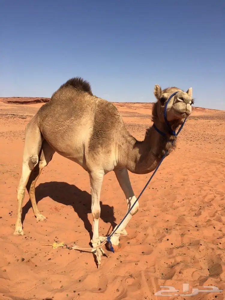 ذلول للبيع  (image 1)