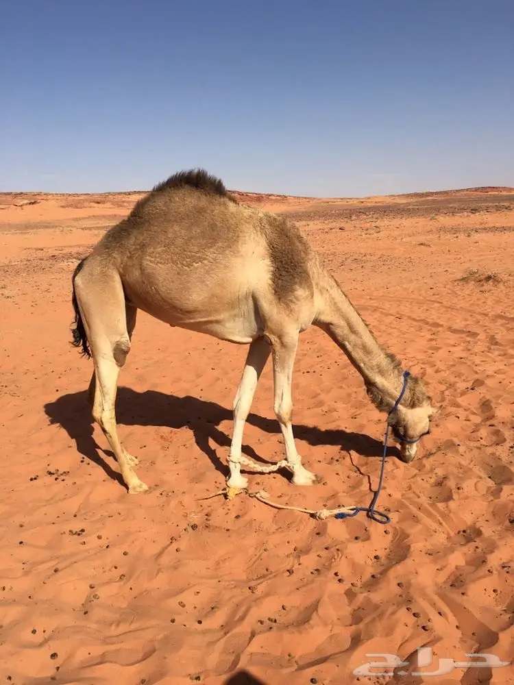 ذلول للبيع  (image 2)