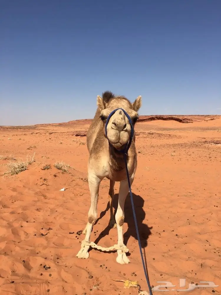 ذلول للبيع  (image 3)