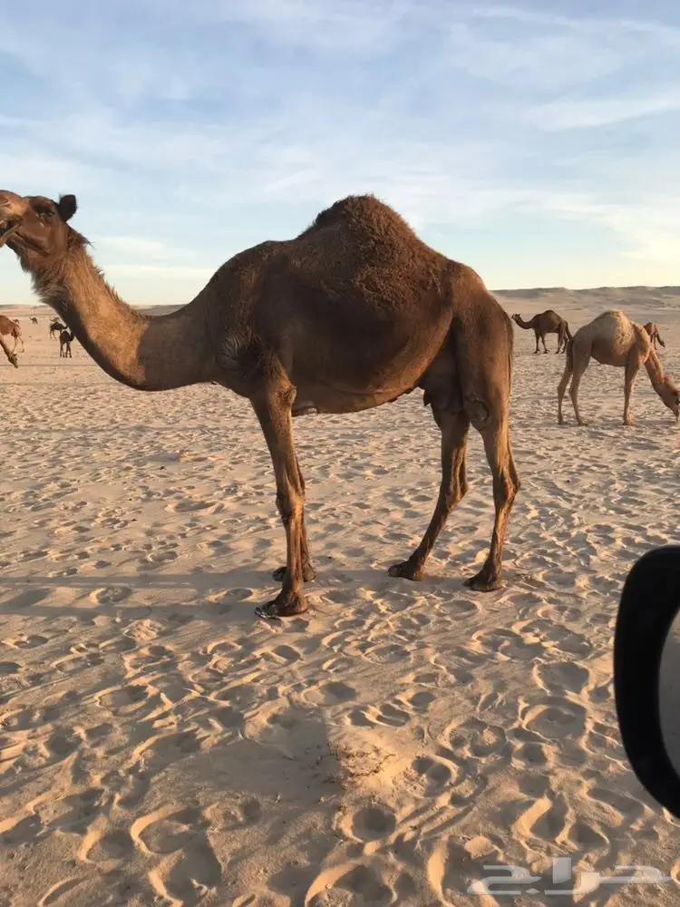 خلفه أم رابع