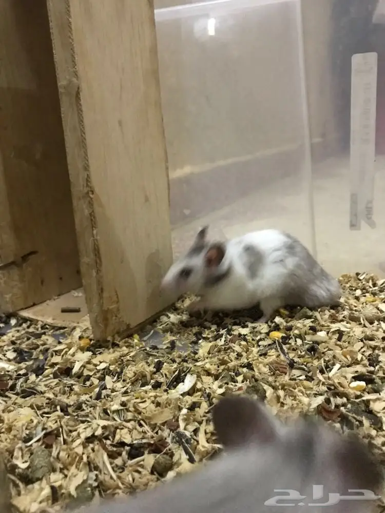 هامستر  (image 1)