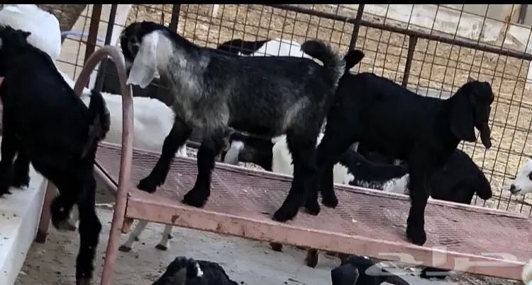 تيوس سمان مقفله شحم ولحم (image 3)