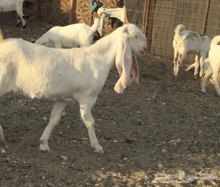 فحل ابرص خصم للبيع (image 3)