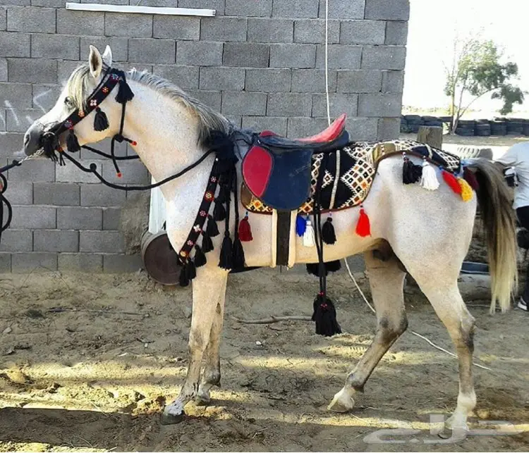 مستلزمات فروسيه للبيع  (image 7)