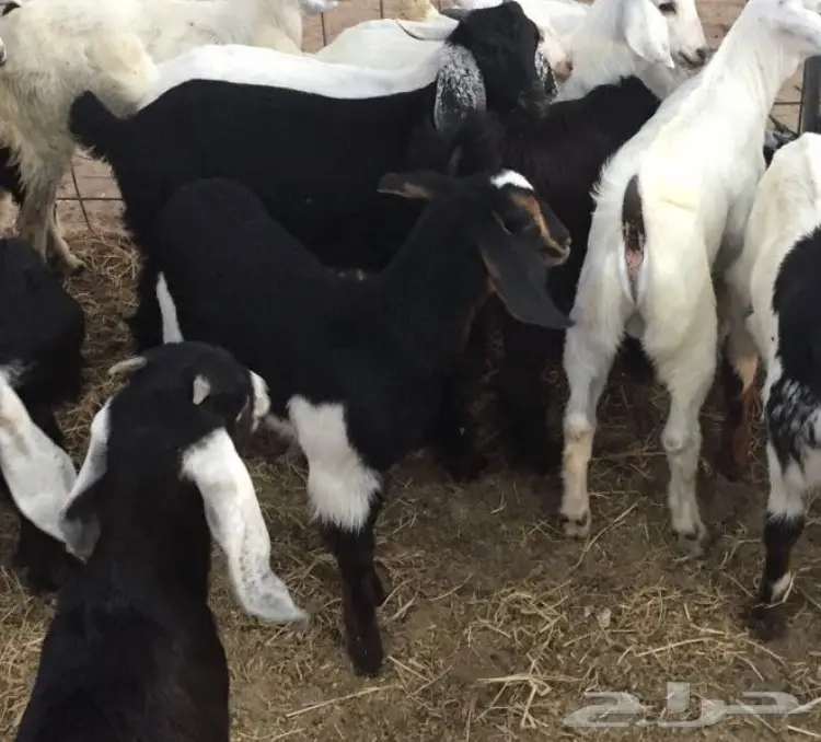 تيوس سمان مقفله شحم ولحم (image 1)