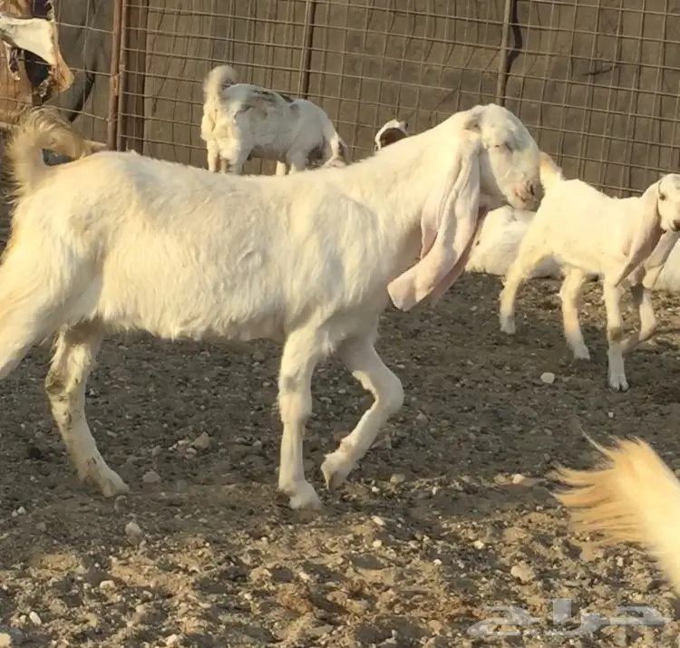 فحل ابرص خصم للبيع (image 4)