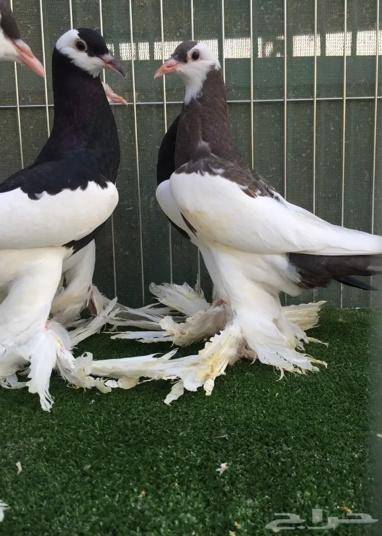 طبات نفاخ مسوبع  (image 5)