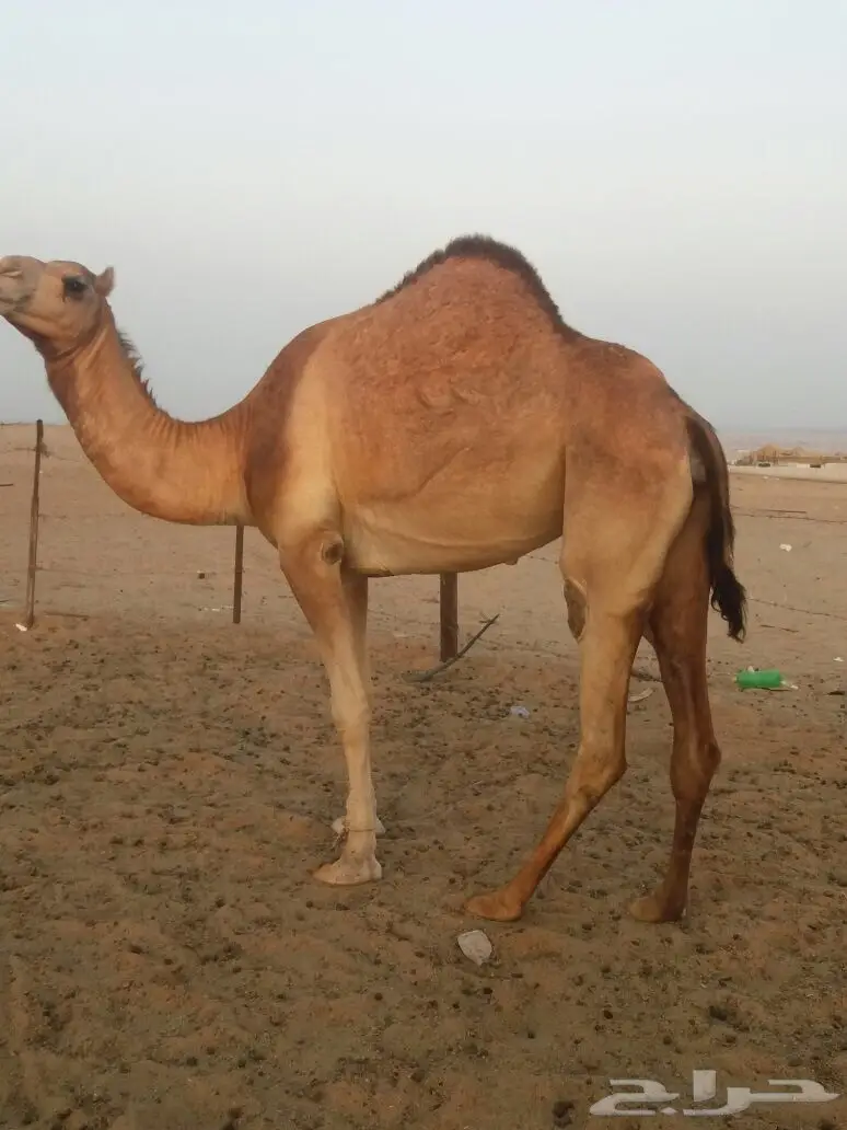 فرصة مميزة - توفيقي بحالة رائعة! (image 2)