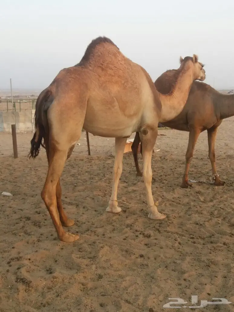 فرصة مميزة - توفيقي بحالة رائعة! (image 3)