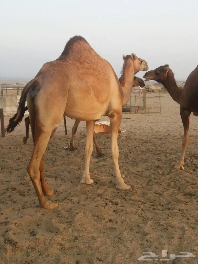 فرصة مميزة - توفيقي بحالة رائعة! (image 4)