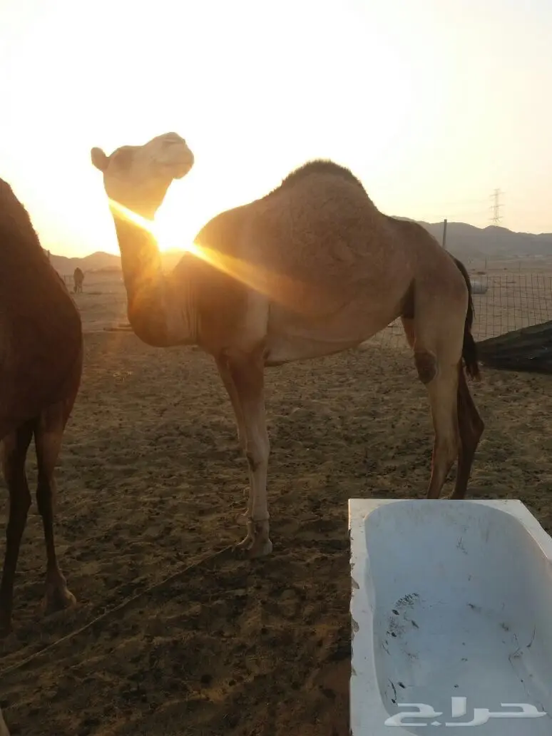 فرصة مميزة - توفيقي بحالة رائعة! (image 5)