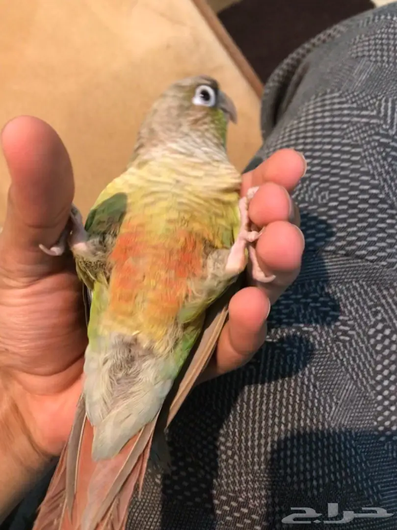 كنيور هدد  (image 1)