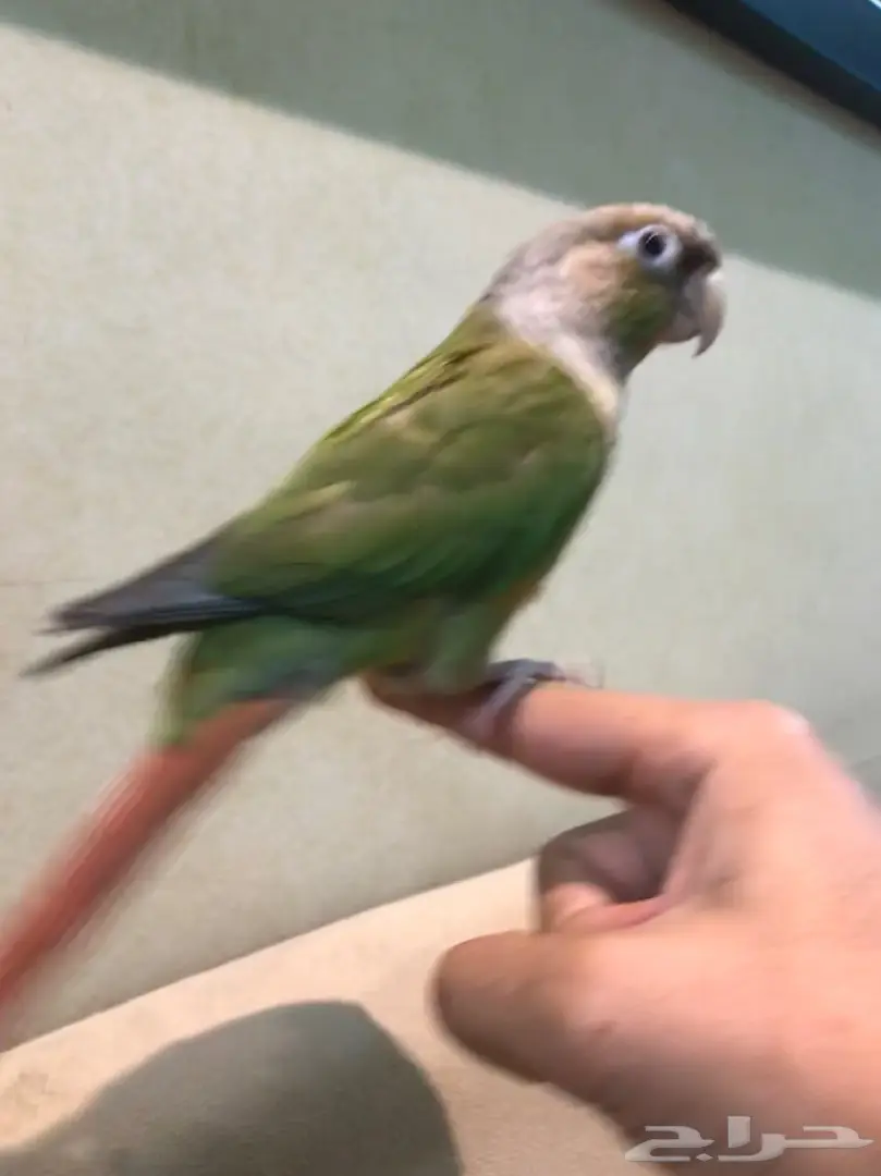 كنيور هدد  (image 2)