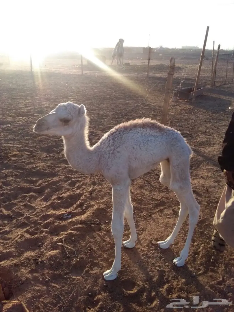 قعودين للضيار