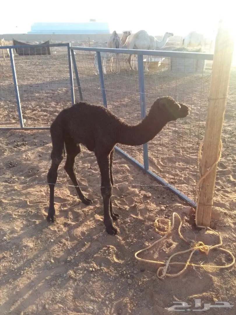 قعودين للضيار (image 2)