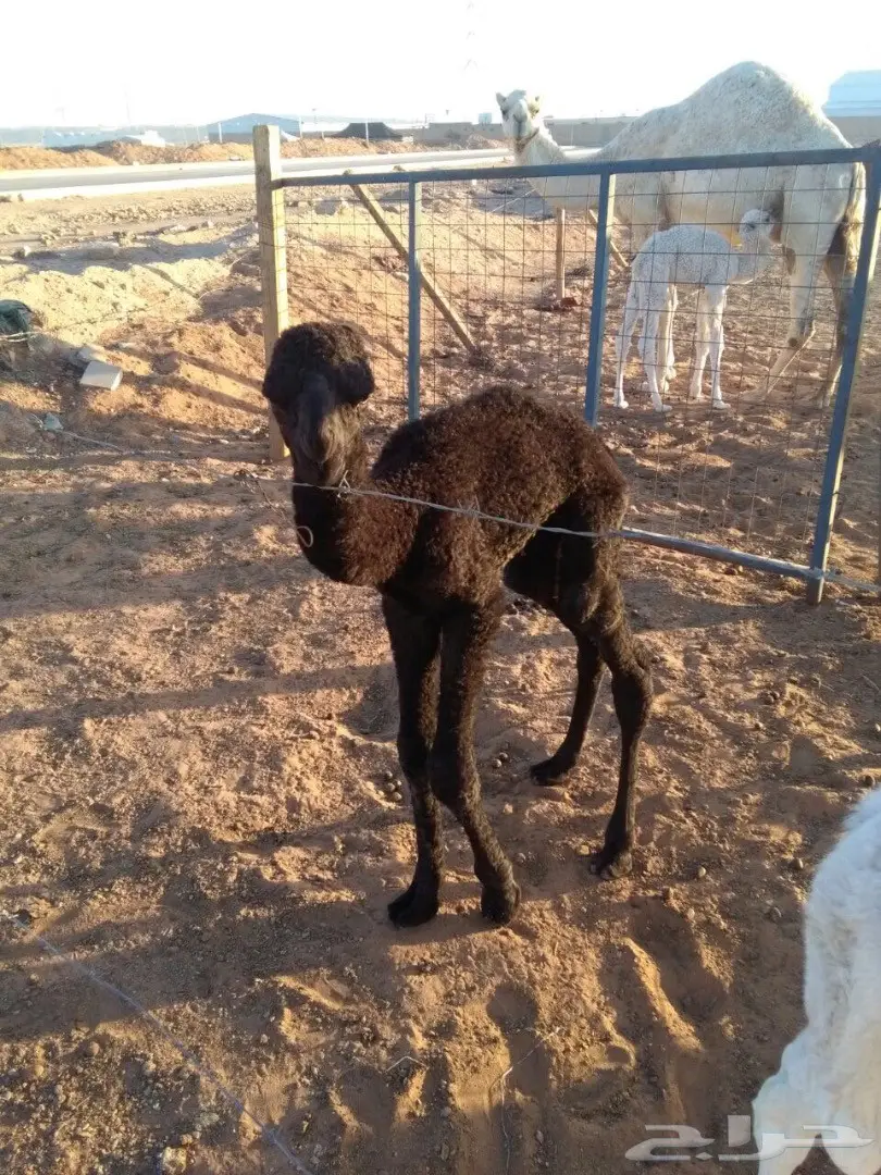 قعودين للضيار (image 4)