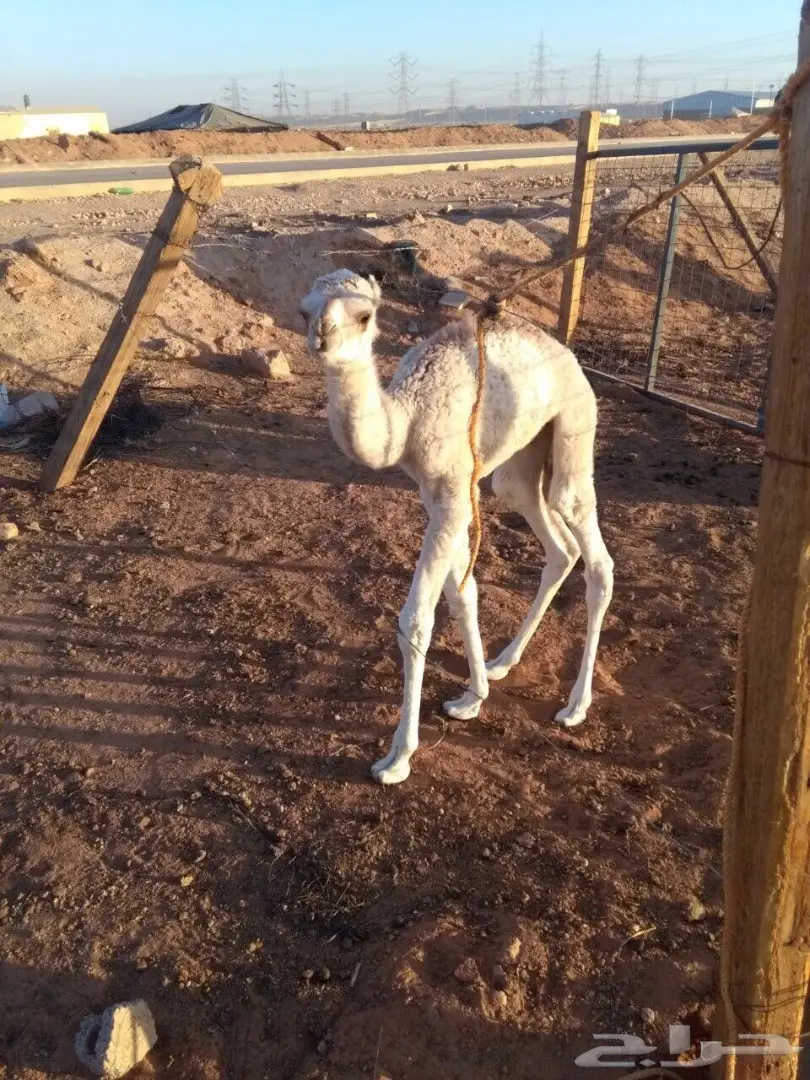 قعودين للضيار (image 6)