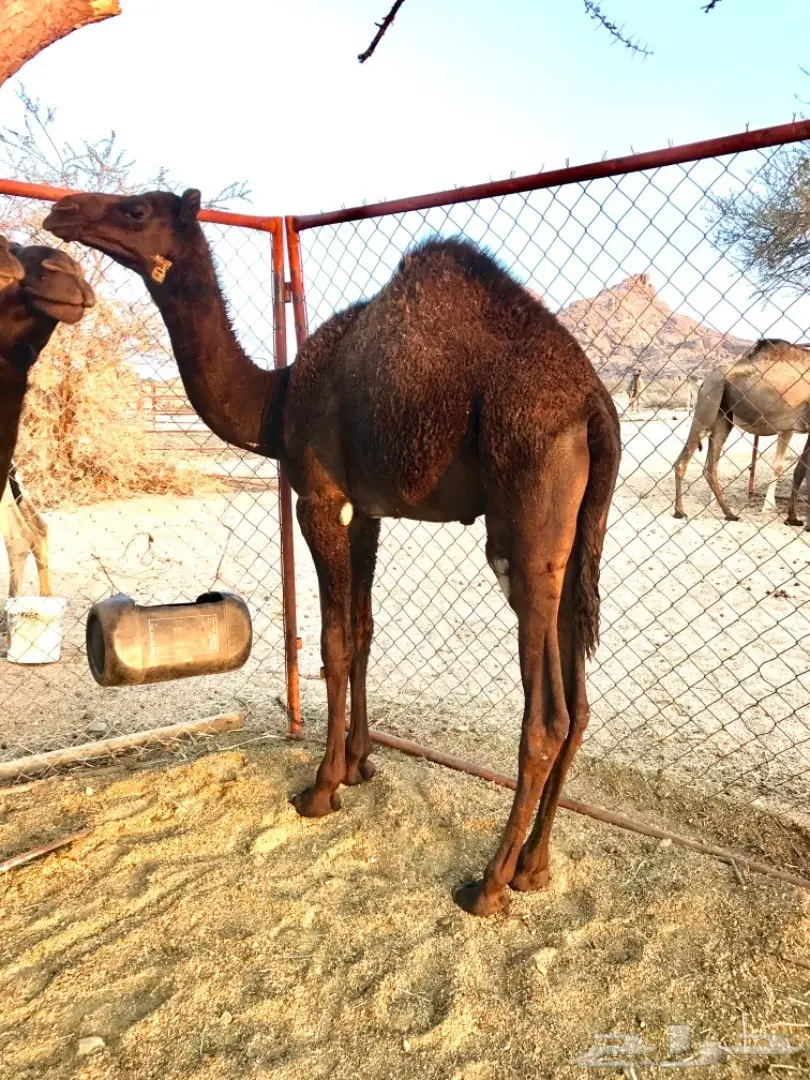 حشوان مفاريد كفووو