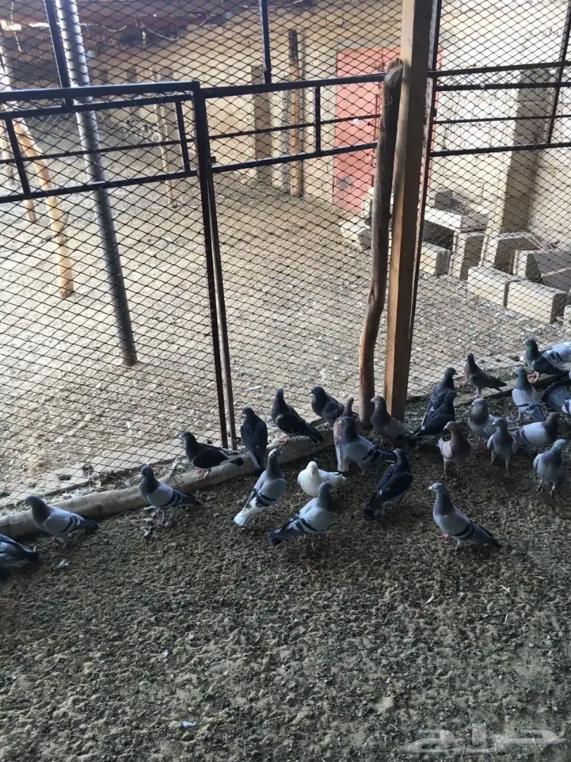 للبيع حمام زاجل  (image 1)