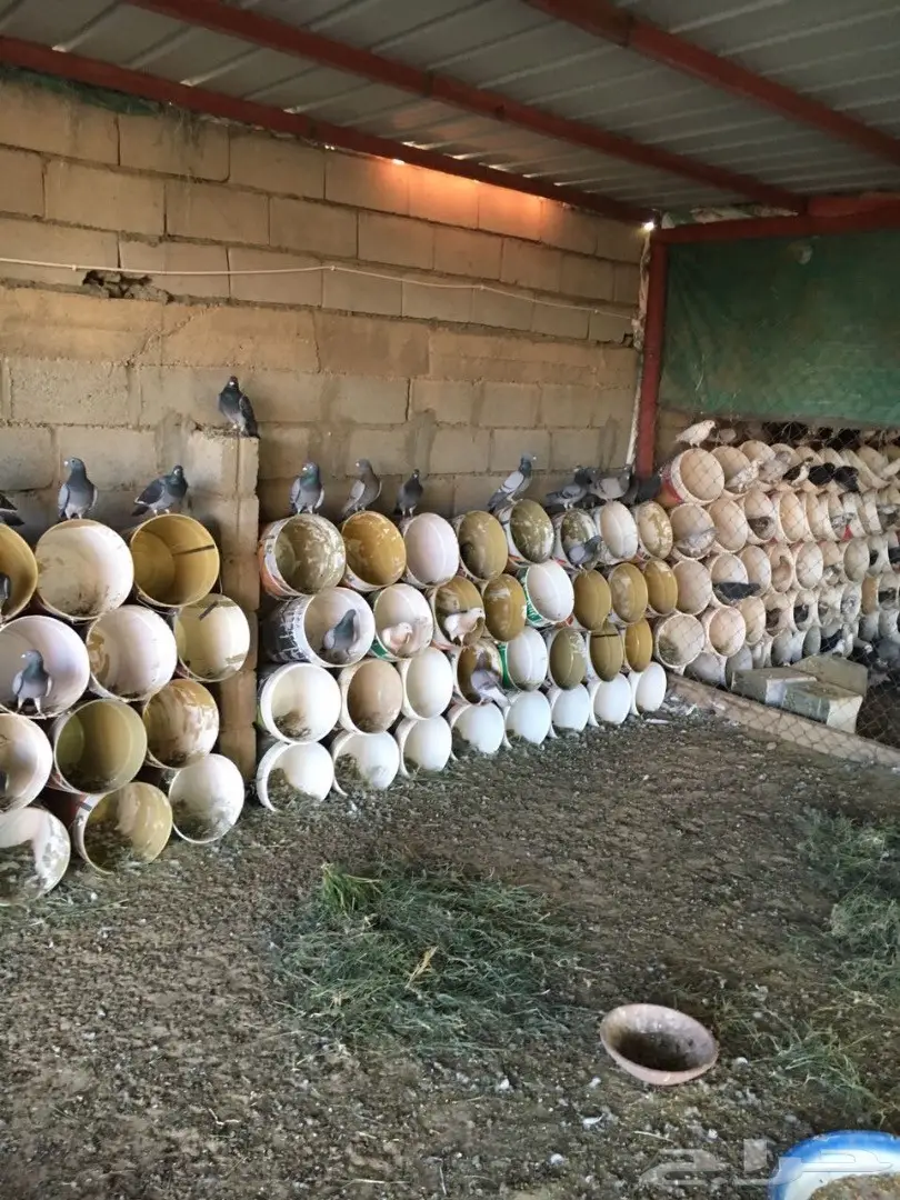 للبيع حمام زاجل  (image 3)