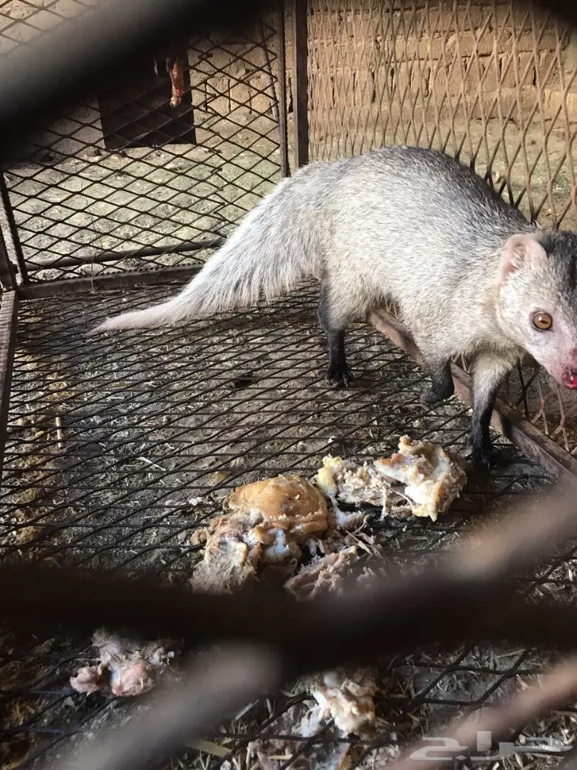 نمس((مشع)) (image 1)