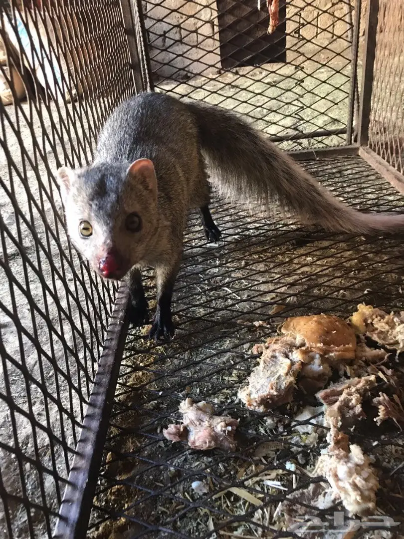 نمس((مشع)) (image 2)