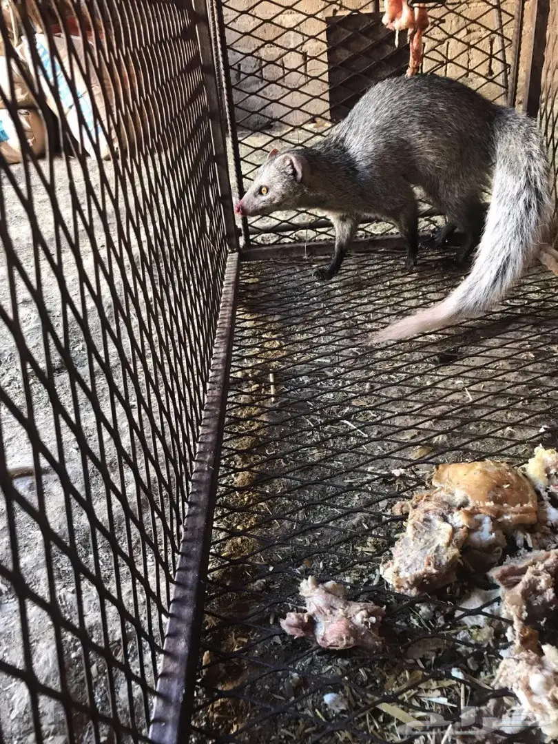 نمس((مشع)) (image 3)