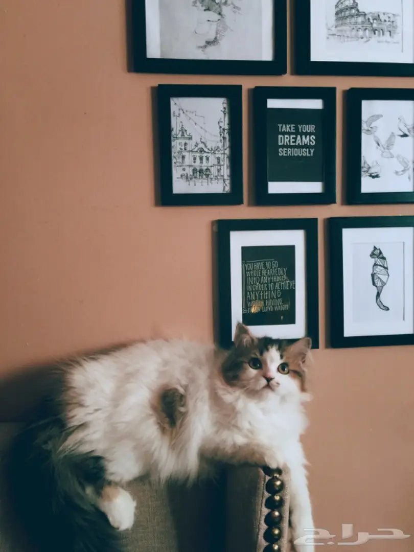 قطة شيرازي  (image 2)