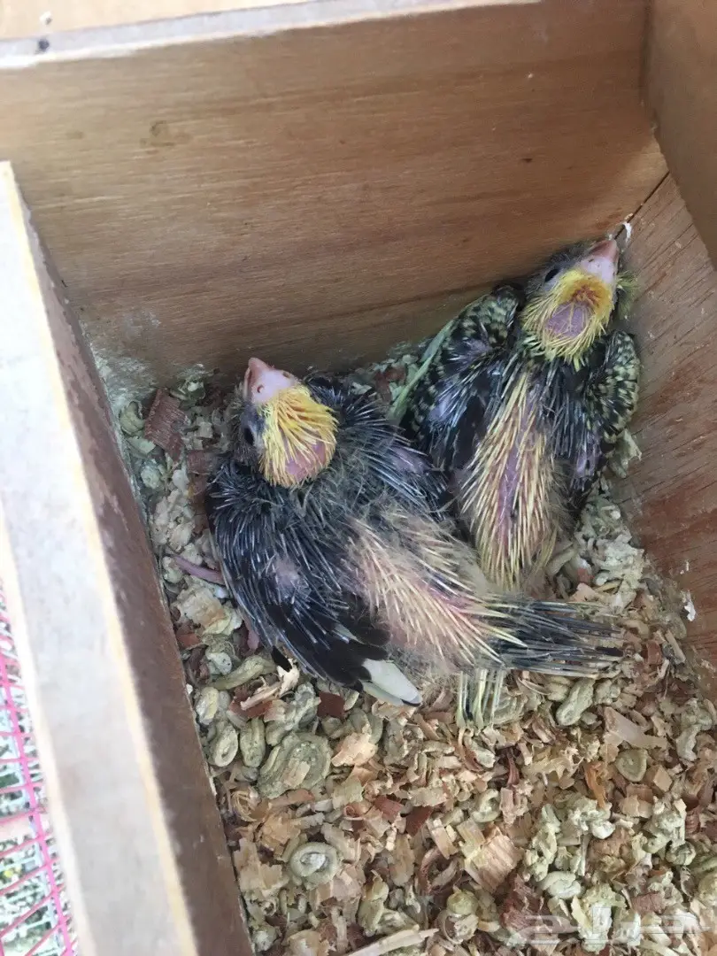 كروان للبيع