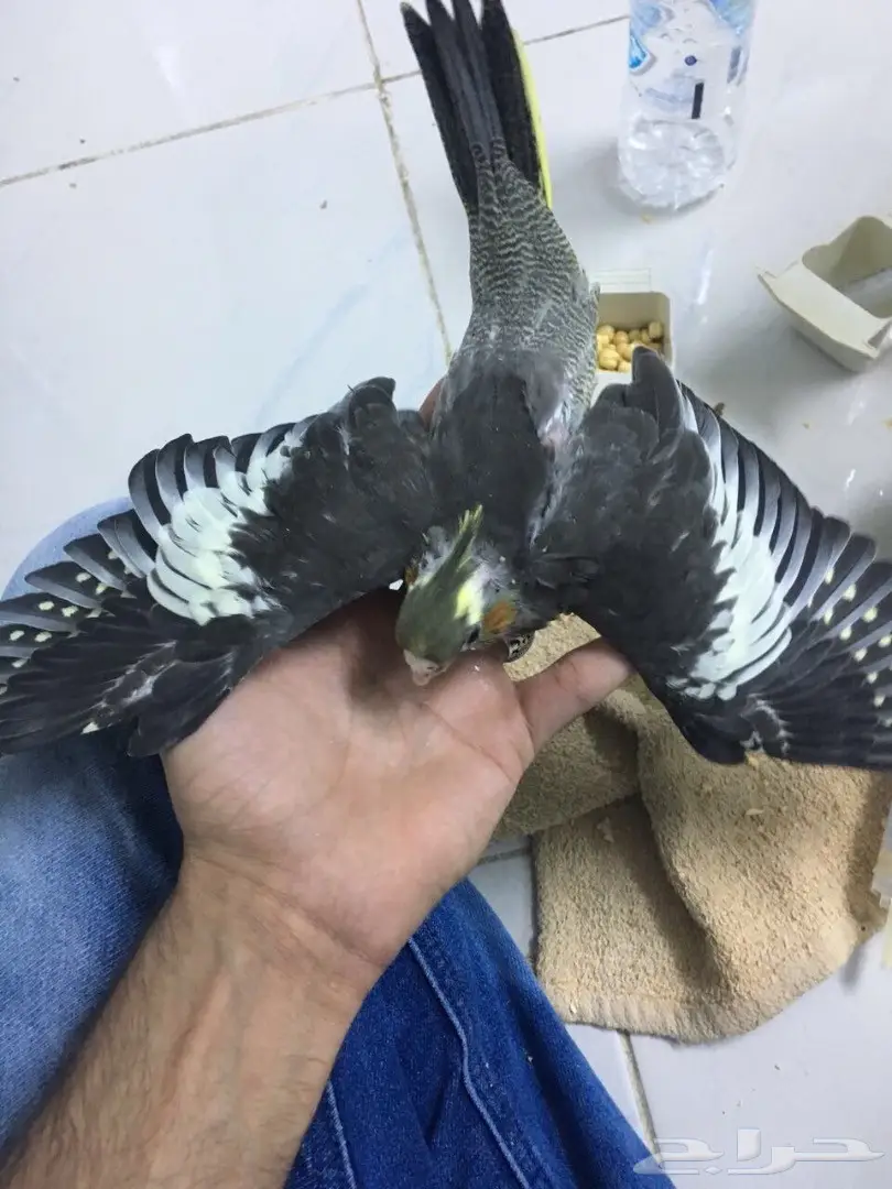 كروان للبيع (image 3)