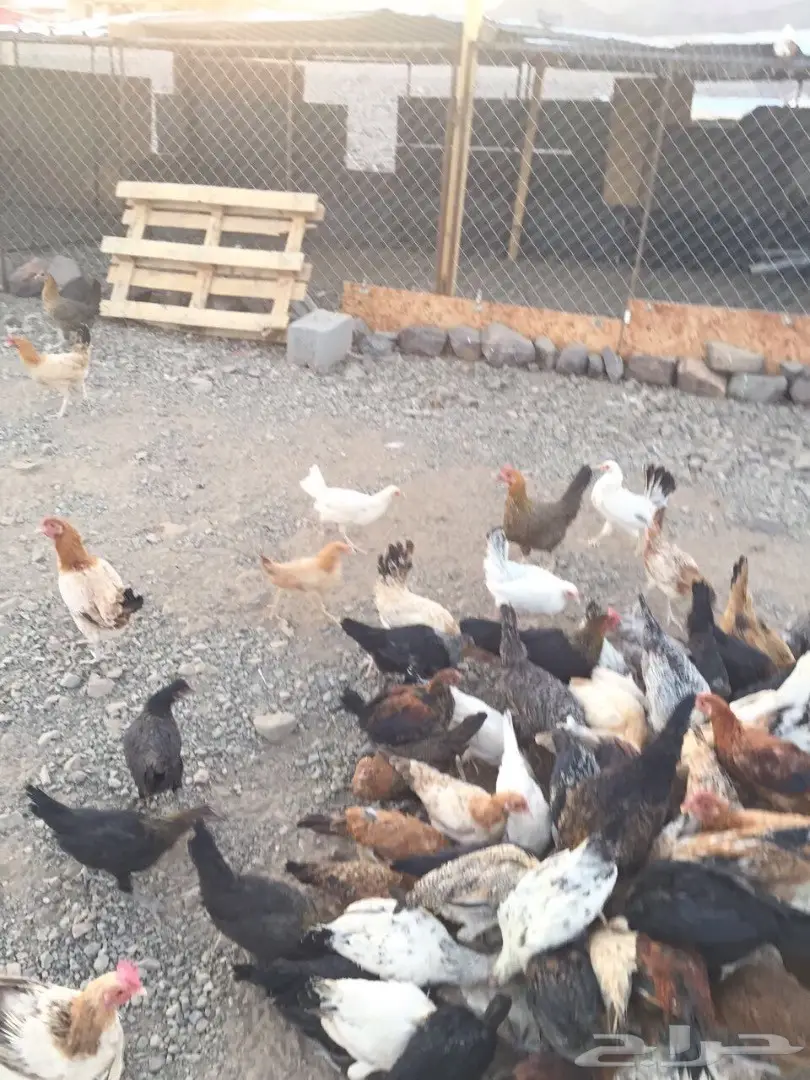 دجاج بلدي نضيف للبيع