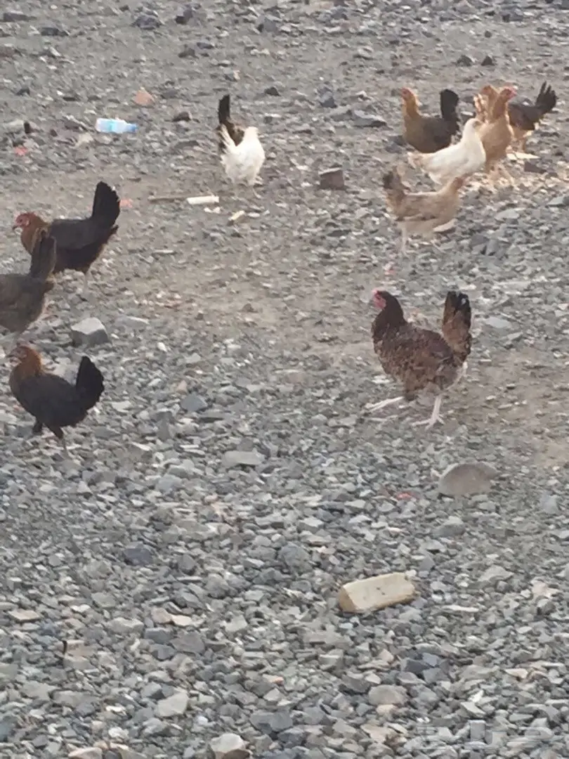 دجاج بلدي نضيف للبيع (image 1)